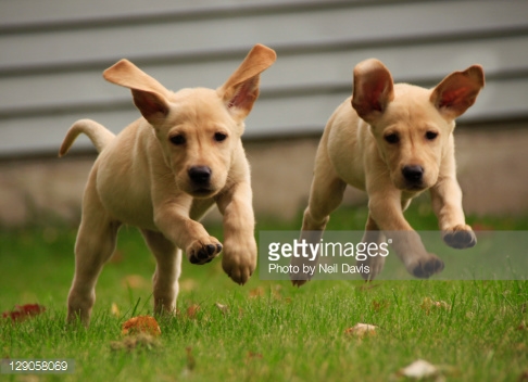 Cute Yellow Labrador Retriever Puppies Running Picture