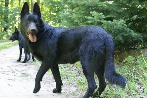 Dark Black German Shepherd Dog Picture
