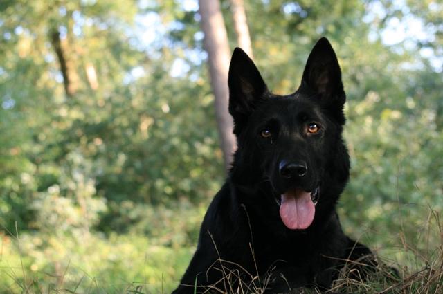Dark Black German Shepherd Dog