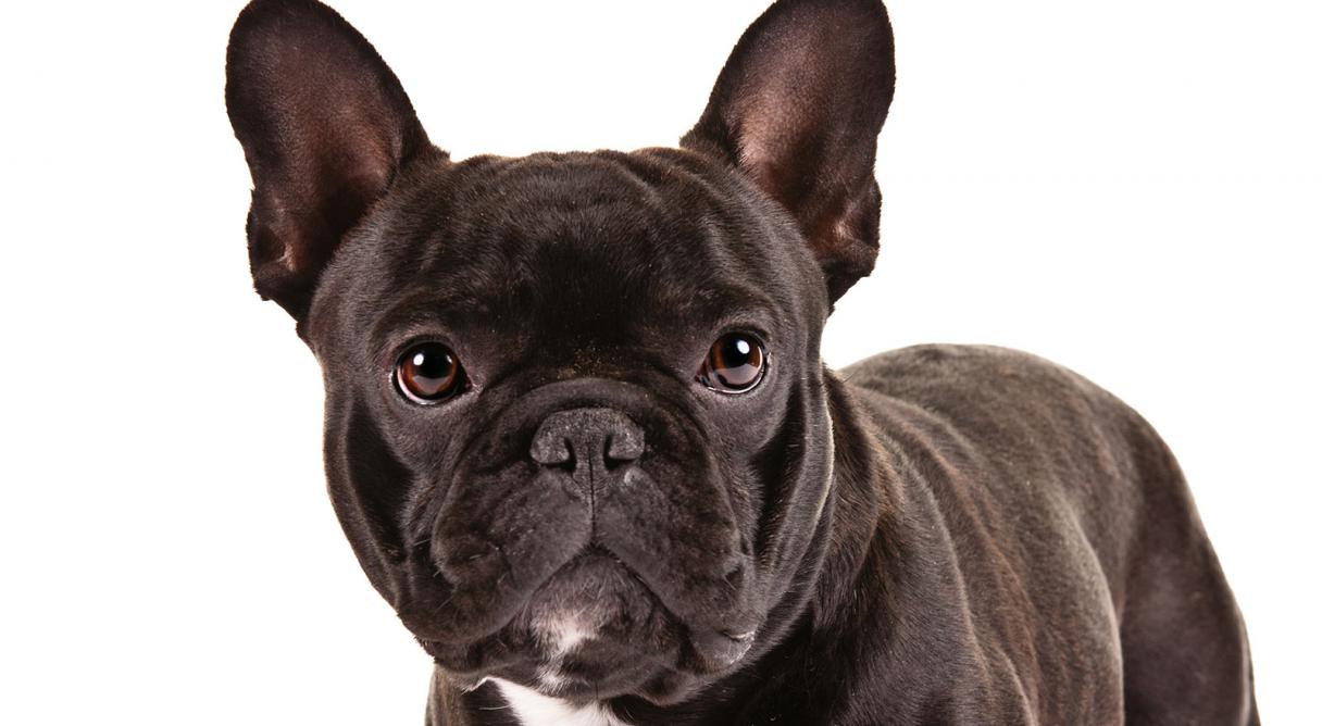 Dark Brown Cute French Bulldog