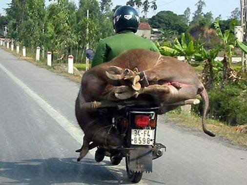 Dead Horse On Bike Funny Amazing Picture