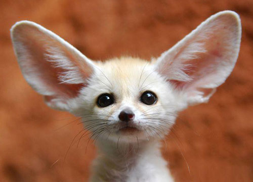 Desert Fennec Fox With Funny Ears