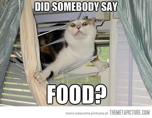 Did Somebody Say Food Funny Hungry Cat Caption