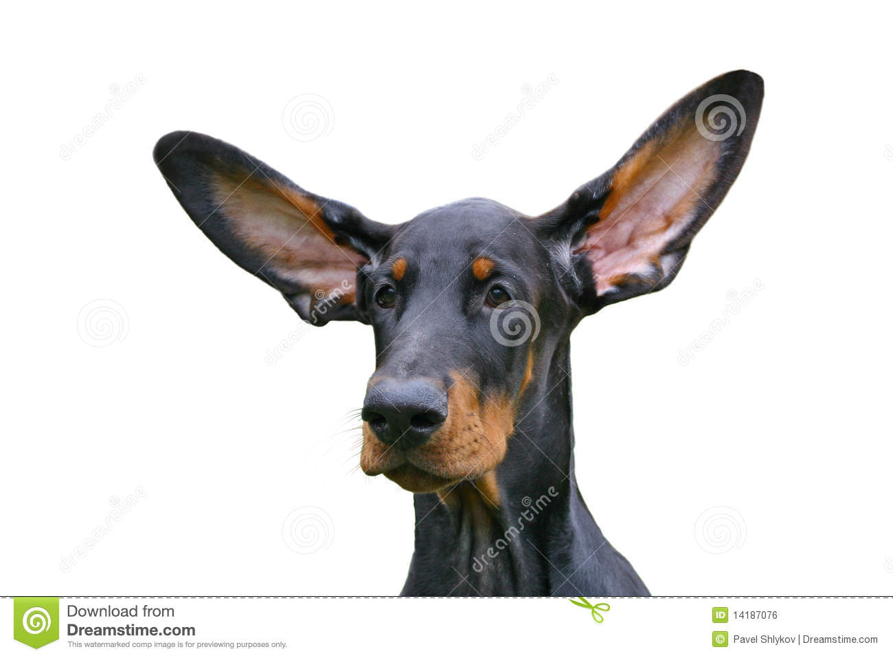Dog Big Ear Funny Picture
