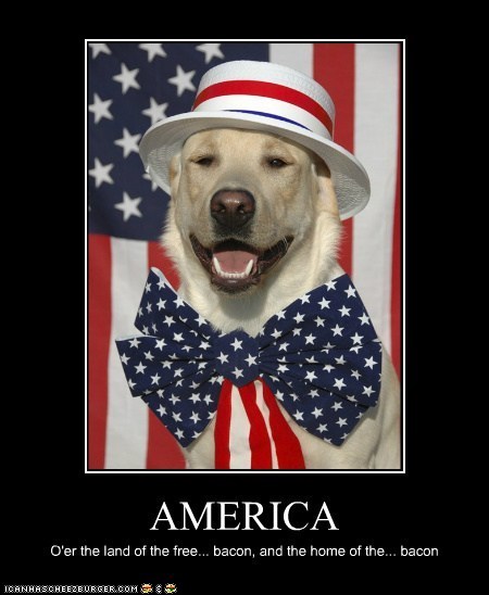 Dog In American Bow And Hat Funny Picture