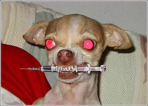 Dog With Drug Injection Funny Picture