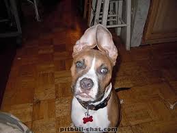 Dog With Sticking Up Ears Funny Picture