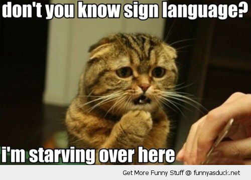 Don’t You Know Sign Language I Am Starving Over Here Funny Hungry Cat Meme