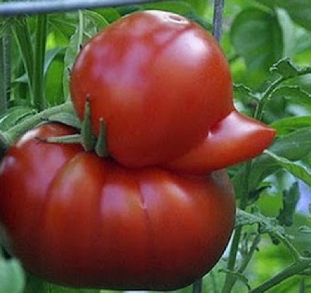 Duck Shape Funny Amazing Tomato