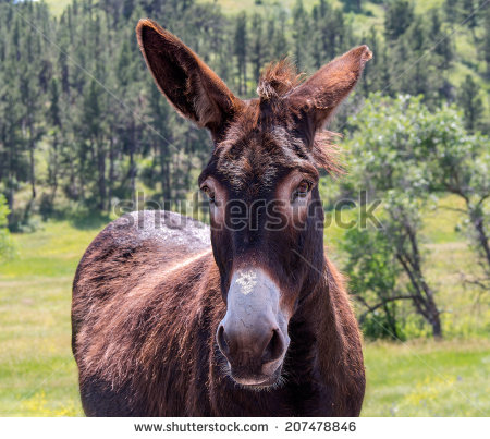 Ears Sticking Up Funny Donkey Picture