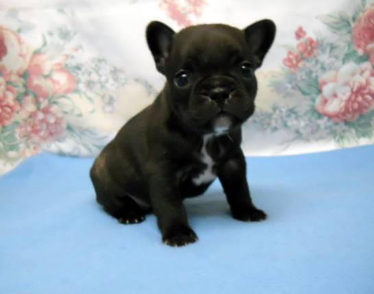 Fabulous Black French Bulldog Puppy