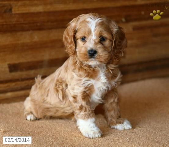 Fawn And White Cockapoo Puppy