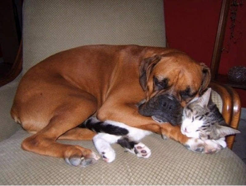 Fawn Boxer Dog Hugging Cat Picture