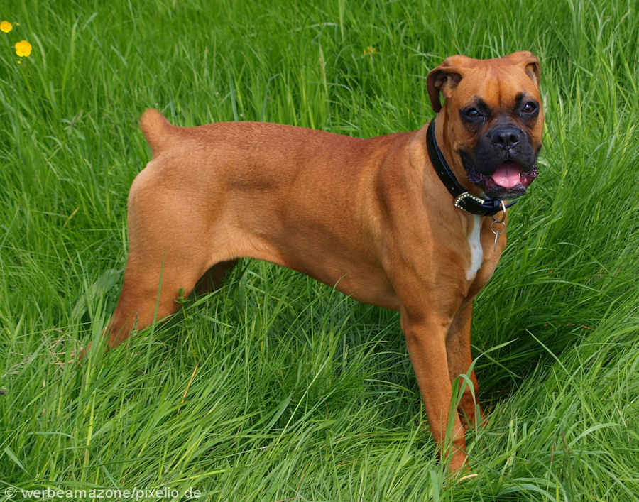 Fawn Boxer Dog In Grass