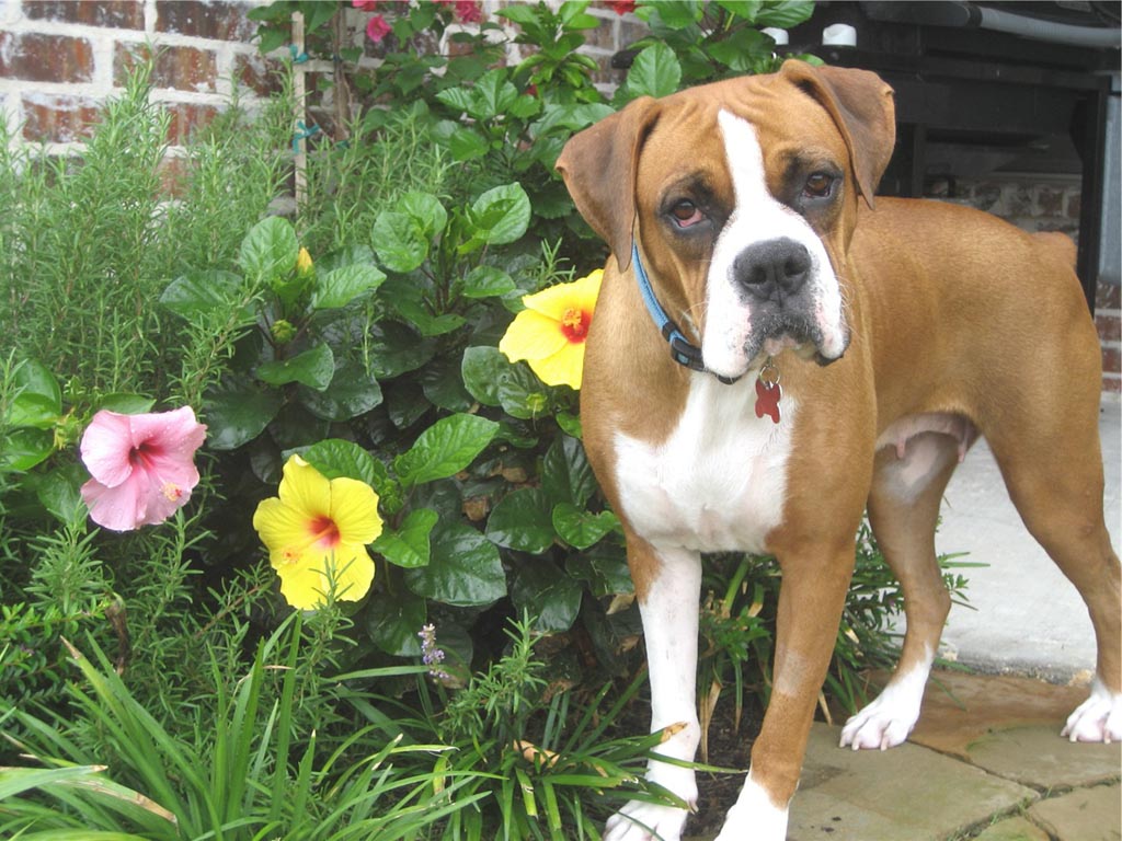 Fawn Boxer Dog Standing With Flowers