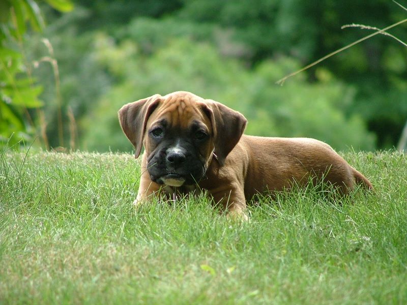 Fawn Boxer Puppy Laying On Grass Picture