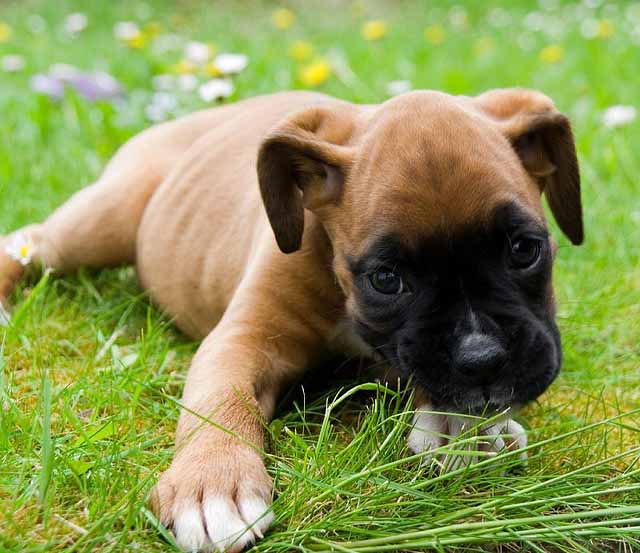 Fawn Boxer Puppy Laying On Grass