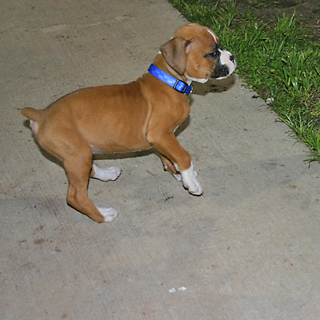Fawn Boxer Puppy Picture