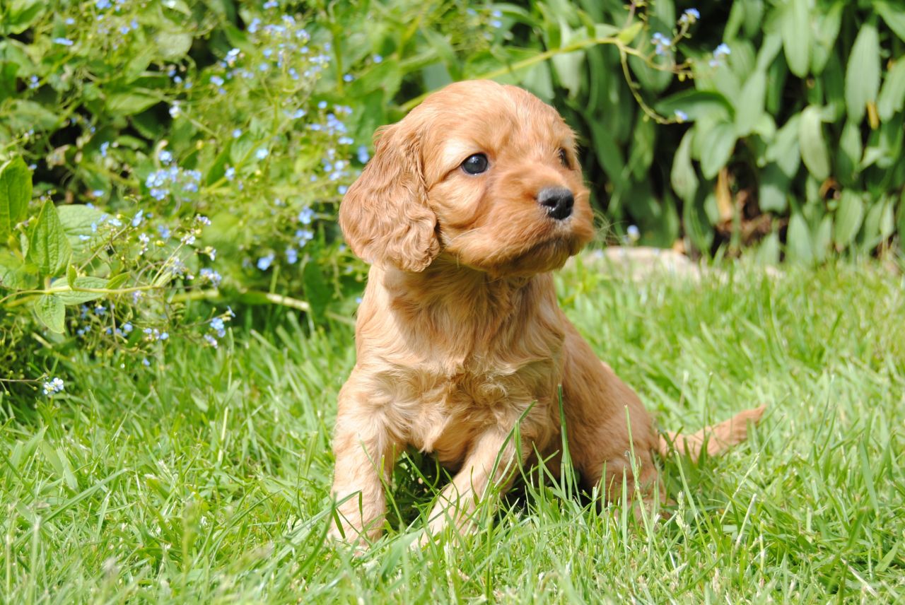 Fawn Cockapoo Puppy Sitting In Grass