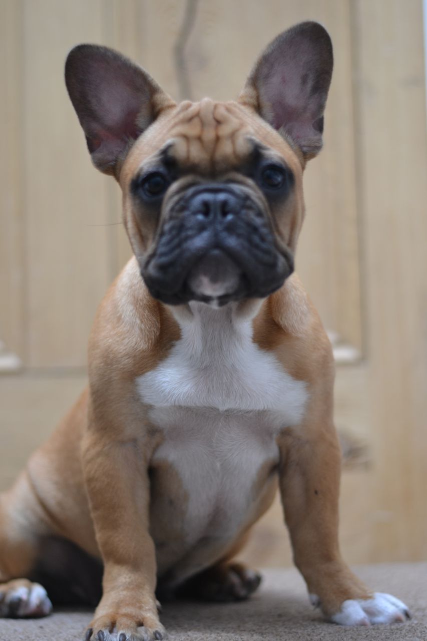 15 Top Images Brown And White French Bulldog : french bulldog pups from hc clear parents | Grimsby ...