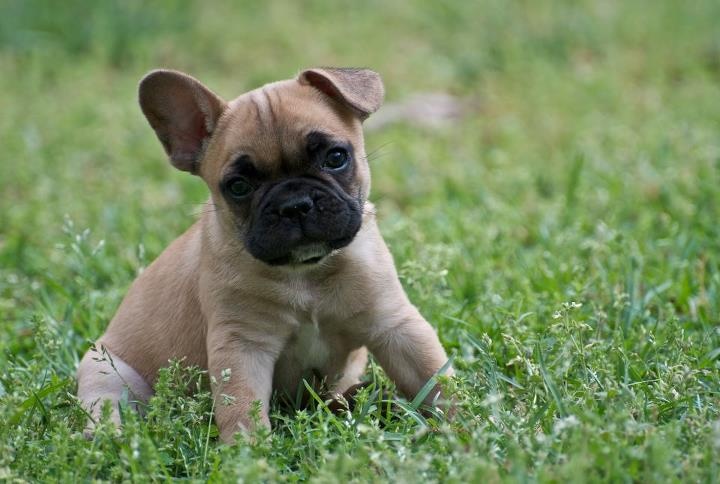 Welp 50 Very Cute French Bulldog Puppy Images And Pictures YT-35