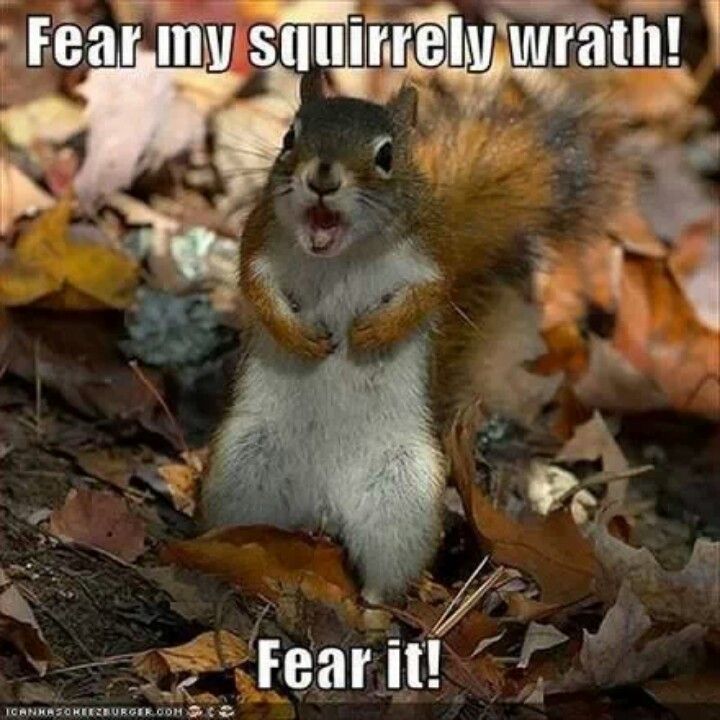 Fear My Squirrely Wrath Fear It Funny Picture