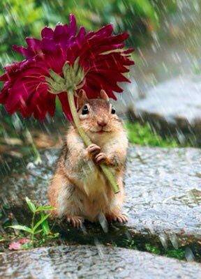 Flower Umbrella Funny Squirrel Picture