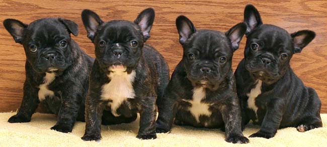 Four Cute Black French Bulldog