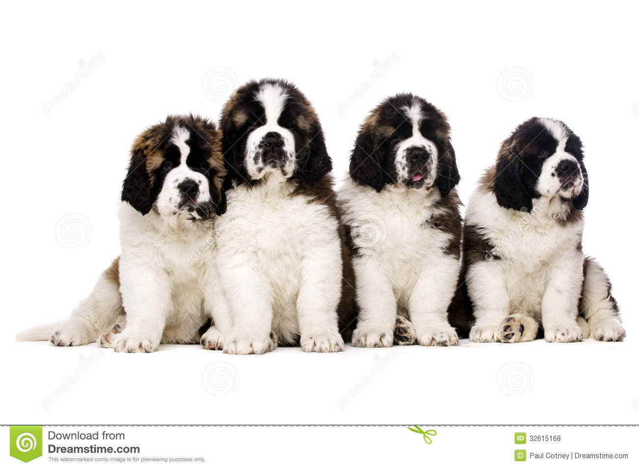 Four Cute Saint Bernard Puppies