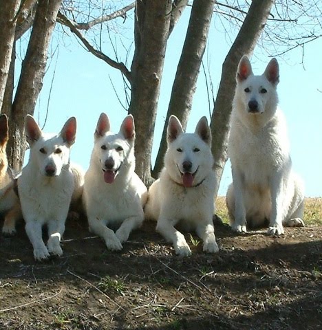 Four White German Shepherd Dogs Picture