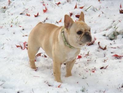 French Bulldog In Snow Picture