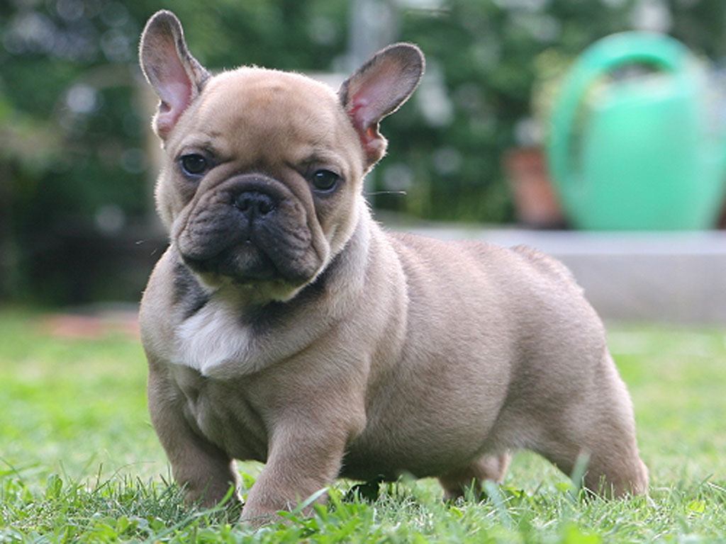 French Bulldog On Grass