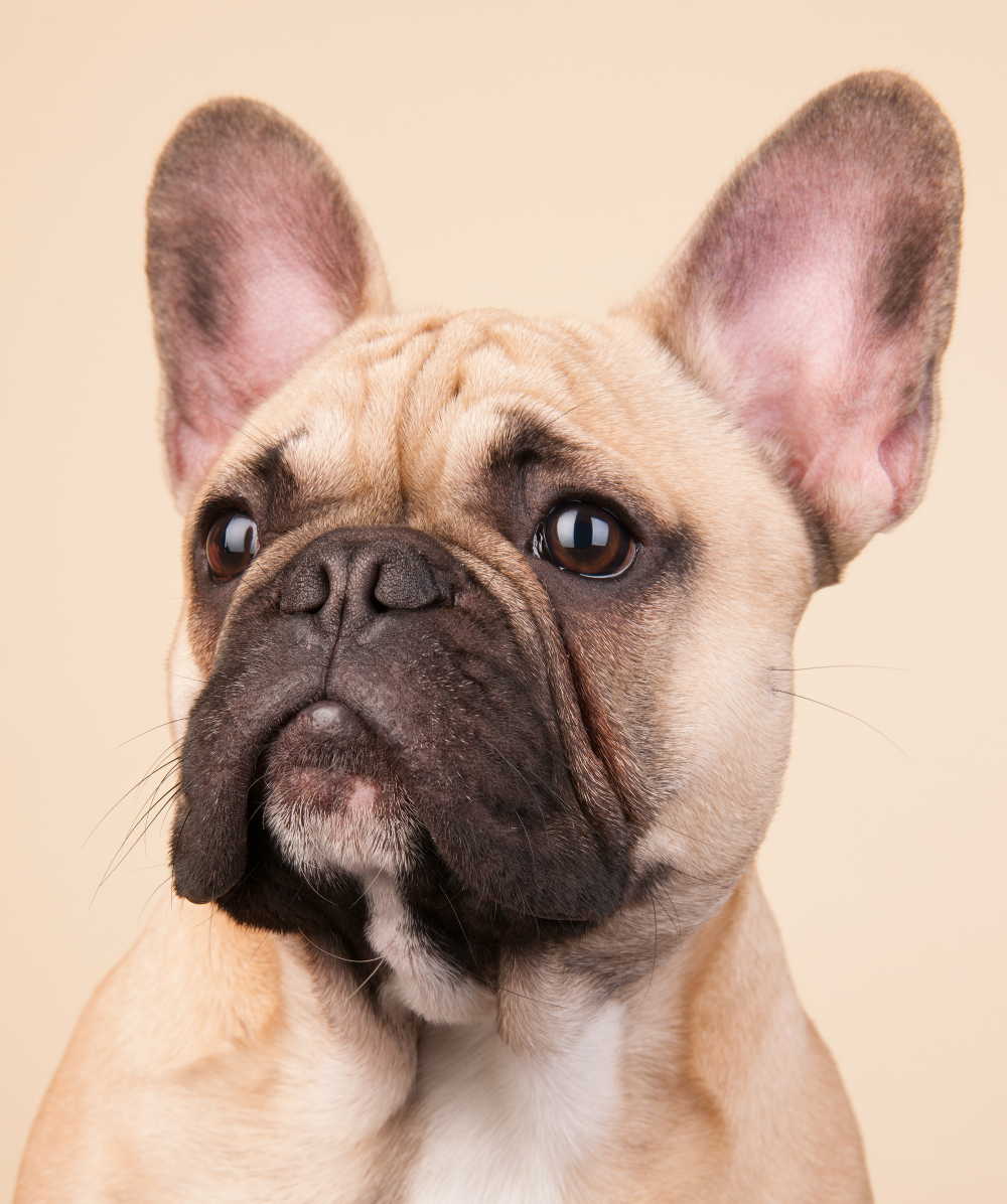French Bulldog  Puppy Face Closeup