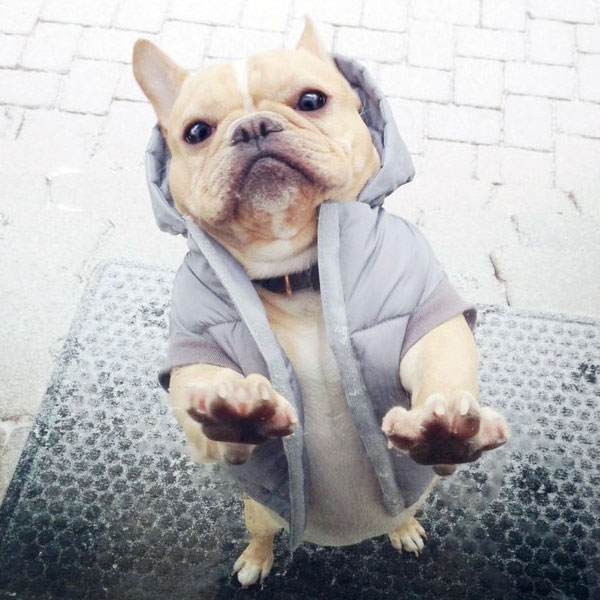French Bulldog Wearing A Winter Coat