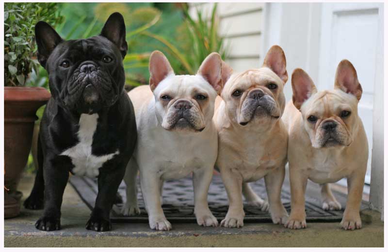 French Bulldogs Picture