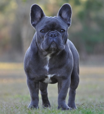Full Grown Blue French Bulldog