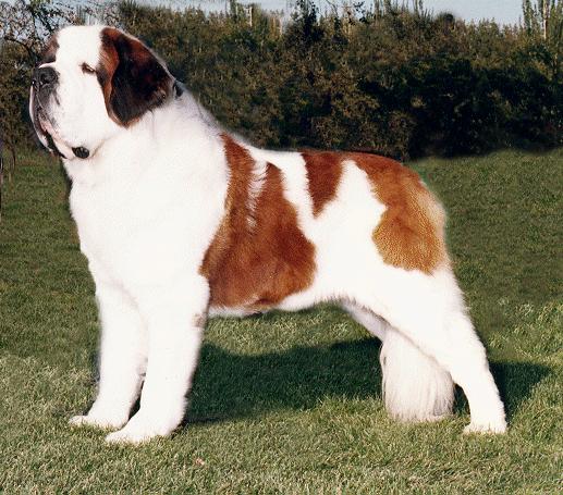 Full Grown Saint Bernard Dog