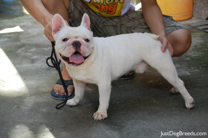 15 Top Photos French Bulldog Grown Size Satılık Fransız