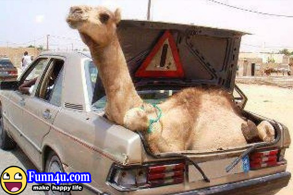 Funny Amazing Camel On Car Back