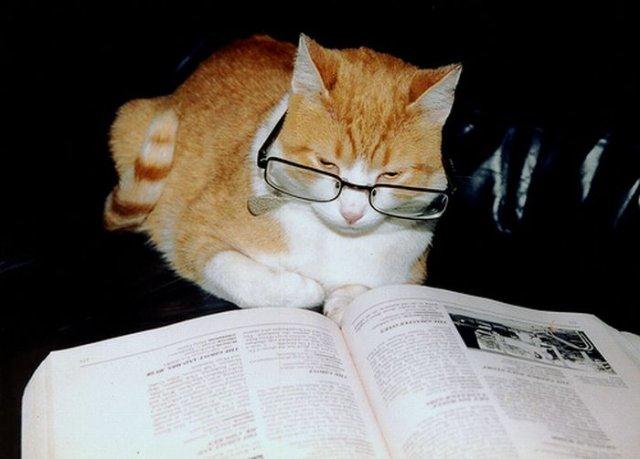 Funny Amazing Cat Reading Book