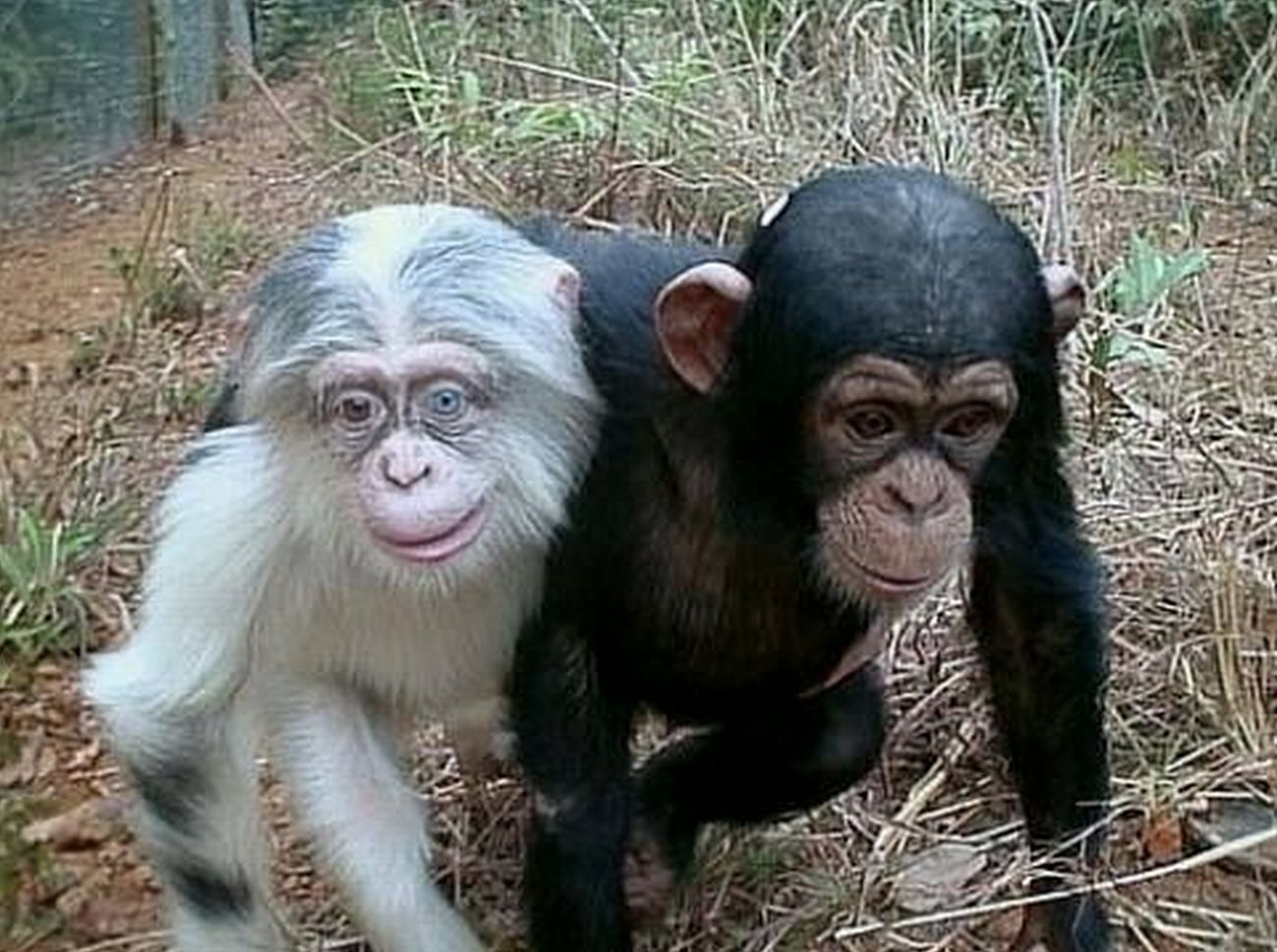 Funny Amazing Chimpanzee Couple