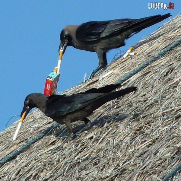 Funny Amazing Crows Smoking Picture