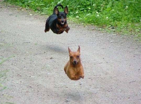 Funny  Amazing Dogs Running