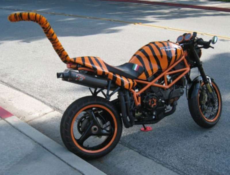 Funny Amazing Tiger Bike Picture