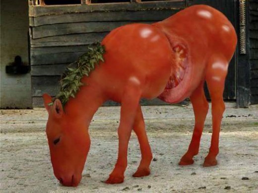 Funny Amazing Tomato Donkey Picture