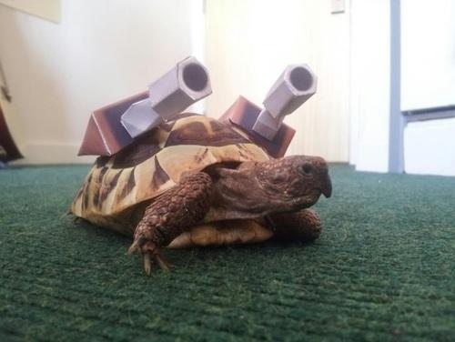 Funny Amazing Tortoise Tank Image