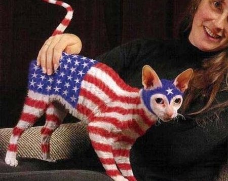 Funny American Flag Color Cat