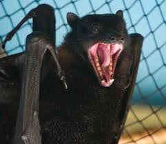 Funny Angry Face Bat Picture