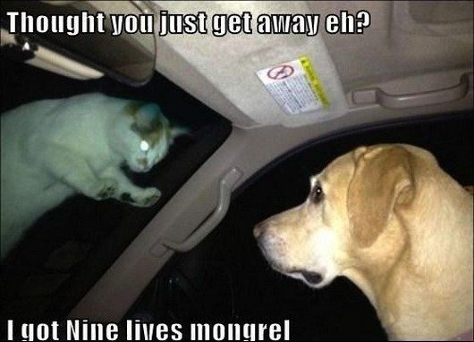 Funny Awesome Cat And Dog Picture