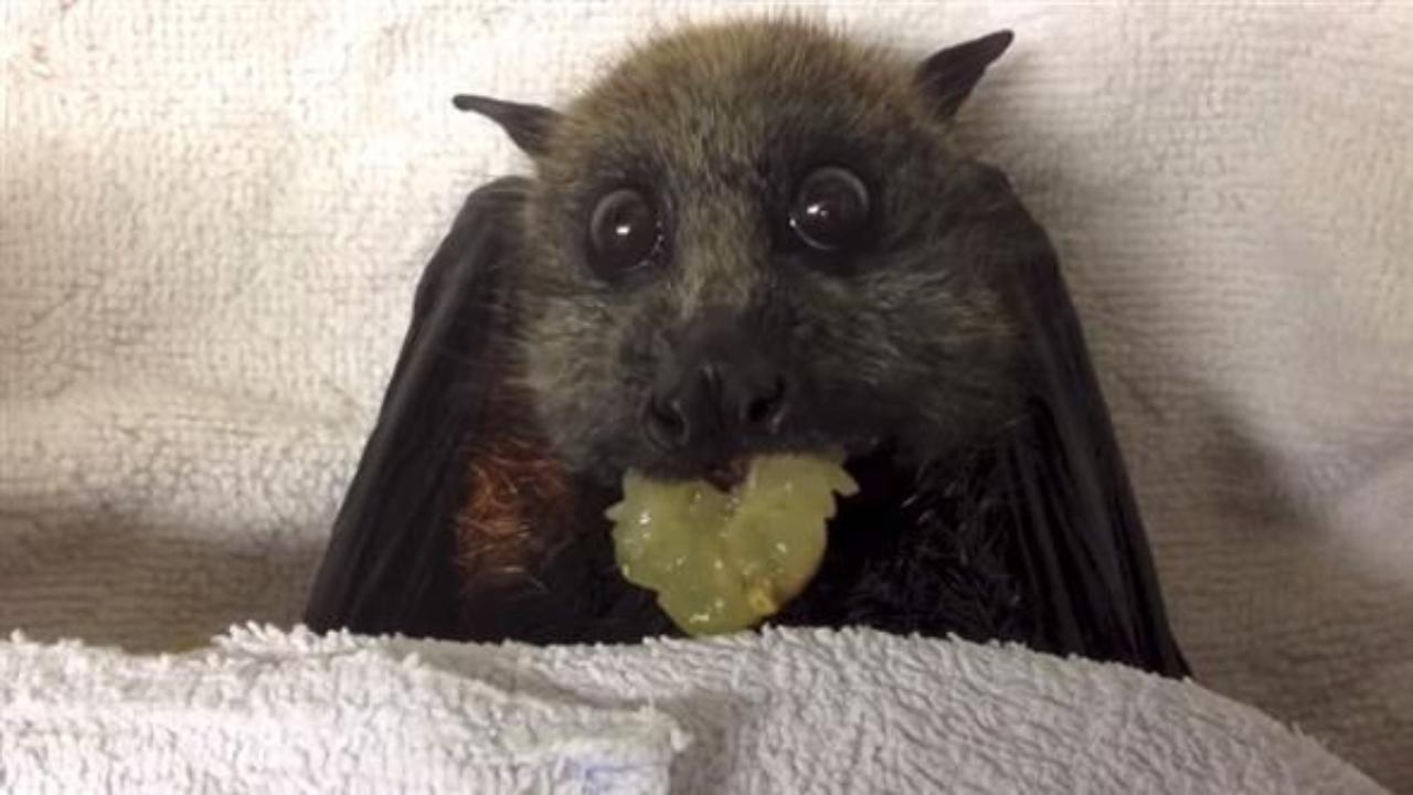 Funny Bat Eating Grapes